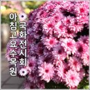 [아침고요수목원 국화전시회] 정보 총정리 &amp; 생생후기