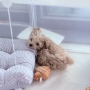 펫라떼 | 강아지 피부 관리 리스피 OH라디칼 케어 펫브러쉬 사용 후기