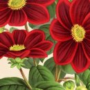 카페 다알리아 이미지