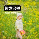 서부앵글 | 부산근교 아기랑 양산 황산공원 유채꽃 위치 개화 상황