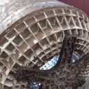 무궁 세탁 이미지