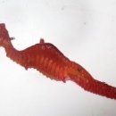 루비프라자 이미지