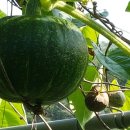 달래농장 이미지