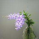 플랜테리어 홈가드닝 이미지