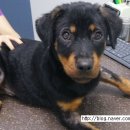 열린24시동물병원 이미지