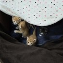 휴양빌리지 가온 | 강원도 글램핑/캠핑 홍천 가온휴양빌리지 : 계곡+수영장+불멍+친절 다 있는 곳! &amp; 글램핑 준비물 추천