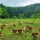 신선한농장 이미지