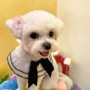 몽글펫살롱
