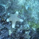 오피스야호 | [🇵🇭 말라파스쿠아] 세부에서 말라파스쿠아 가는 법, 말라파스쿠아 파라다이브, 말라파스쿠아 환도상어