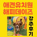 해피바우 애견유치원 | 부평 애견유치원 해피데이즈 후기｜소수정예 케어로 사랑 과다 복용