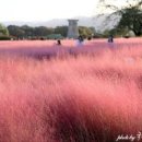 국내여행지 경주 첨성대 핑크뮬리 이미지