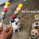 명애견센터 이미지