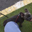 블루퍼피 이미지