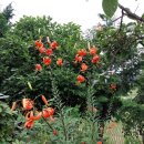 타니전동차 이미지