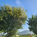 남산면 행정복지센터 이미지