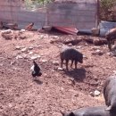 돼지농장 이미지