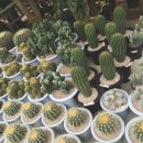 와우영농조합법인 이미지