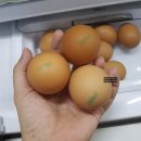 계성농장 네이버블로그