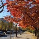 명수당 | 용인 한국외대 명수당 방문 후기, 현실적인 무보정 가을 풍경