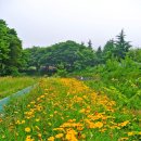 개꿈 - 장산 계곡 야생화 산책 이미지