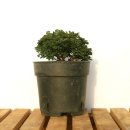 그린피아 이미지