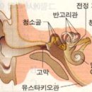 우리아이 아플때 - 귀가 아파요(중이염) 이미지