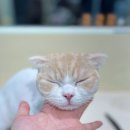 무마취 고양이 미용실 반할고양 네이버블로그
