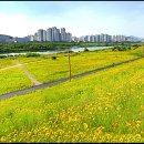 강변 금계국풍경 (파노라마) 이미지