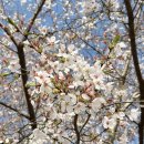 장흥생활체육공원 축구장 | 양주 벚꽃 - 4월 15일 서울근교 양주장흥 벚꽃명소 삼하리 공릉천 매내미벚꽃길 벚꽃축제 주차