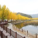 황금빛 가로수길 이미지