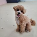 몽 그루밍 이미지