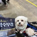 오늘은국수 | 일산 맛집 호랑이 쌀국수 애견동반 가능한 킨텍스 맛집 솔직 후기