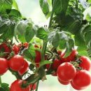 방울토마토 키우기 집에서 베란다 텃밭 시작 이미지