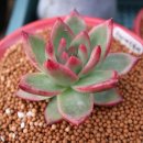 솔레미오 이미지