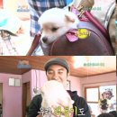 강아지사랑 이미지