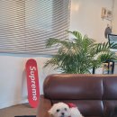 큐리애견 이미지