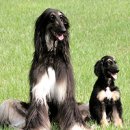 무지개다리 이미지