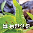 성모반점 이미지