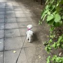 펫(PET)과 함께 | 🐶 강아지 관절영양제 추천, 아큐펫 조인트 세심한 블루베리 S 후기
