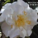 깃털처럼 보드라운 텃치감 프릴동백꽃 명:페더리 터치-Feathery Touch 미국 동백꽃 이미지