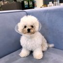 리옹동물병원 이미지