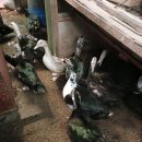 채기농장 이미지