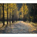 10월23일(수) 원대리 자작나무숲&홍천 은행나무숲 이미지
