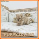 그늘막117 | "건강함이 눈으로 보여요" 정직한 홍성강아지무료분양 매장