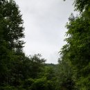 원대리 자작나무숲 이미지