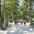 스테이 수림 이미지