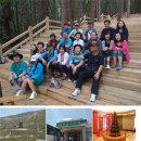 나무와 해(海) 이미지