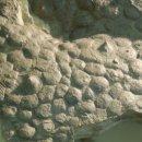 트리케라톱스-3 이미지