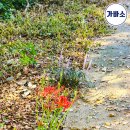 [2023년 함평 용천사 꽃무릇 축제 9/15~17 정보] 이미지