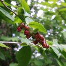 수도산 자연휴양림 이미지